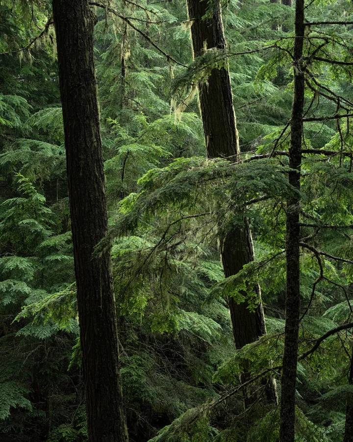 A forest with interlacing branches.