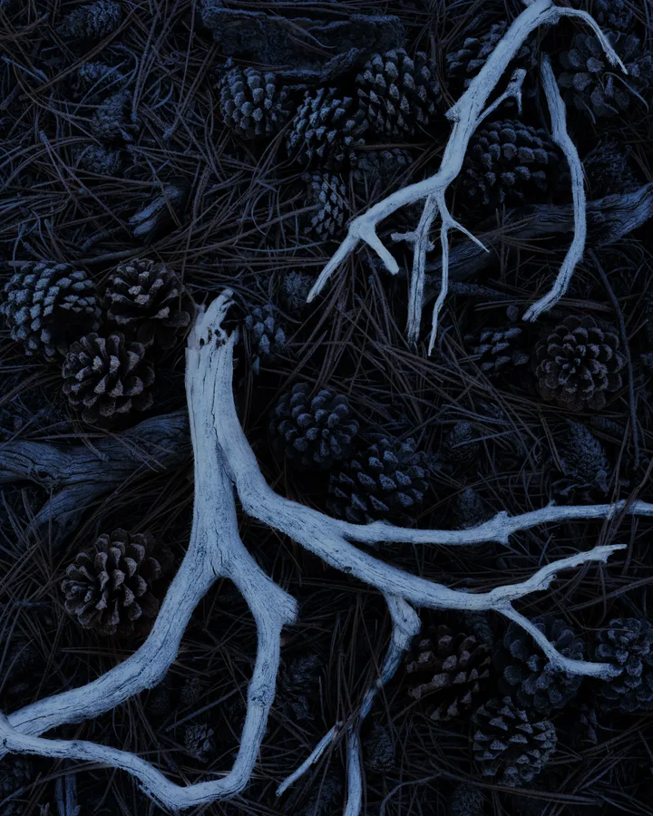 Pale, weathered branches curve across a dark forest floor scattered with pine cones, needles, and bark, viewed directly from above in cool blue tones that emphasize the rough wood and layered textures.