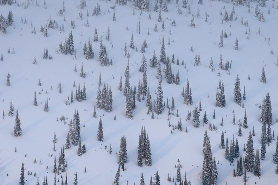Sparse winter trees scattered across a snowy slope.