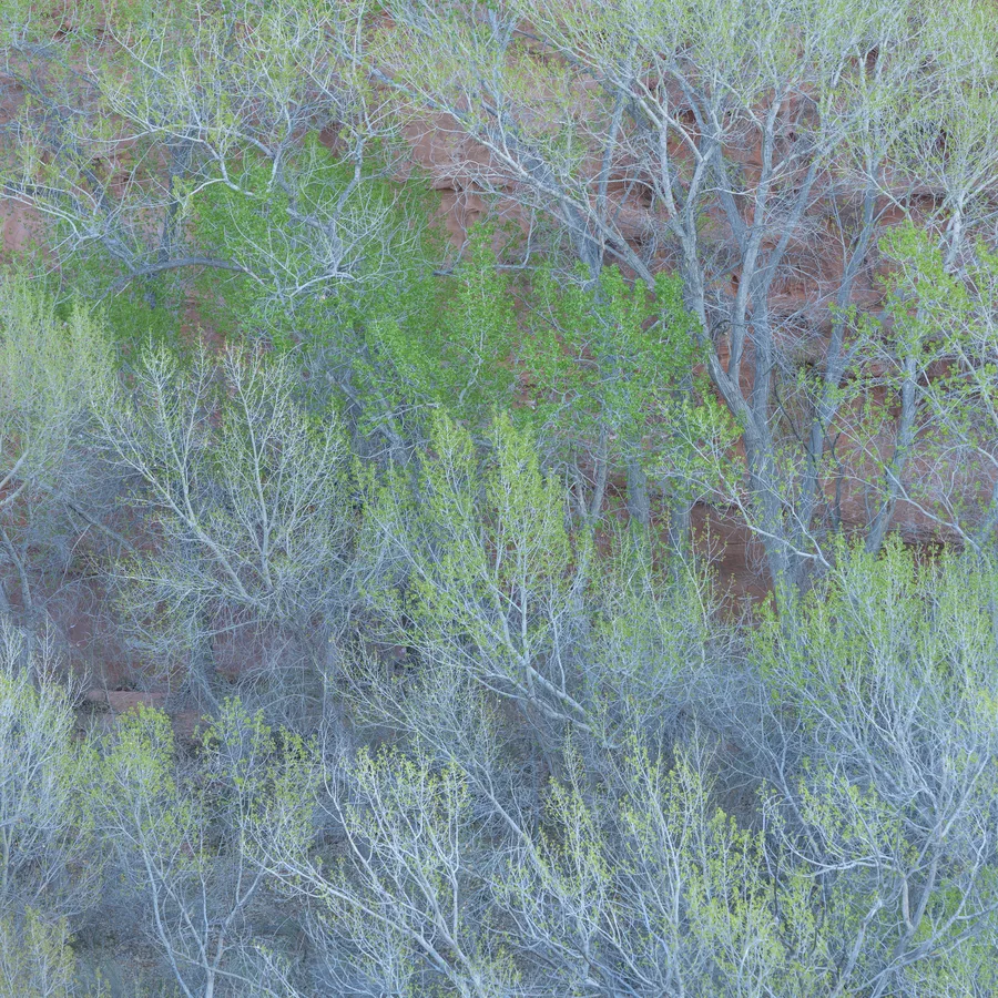 A dense tangle of pale gray tree trunks and fine branches dotted with small green leaves partially obscures a red rock wall, with soft, even light revealing the overlapping woodland textures.