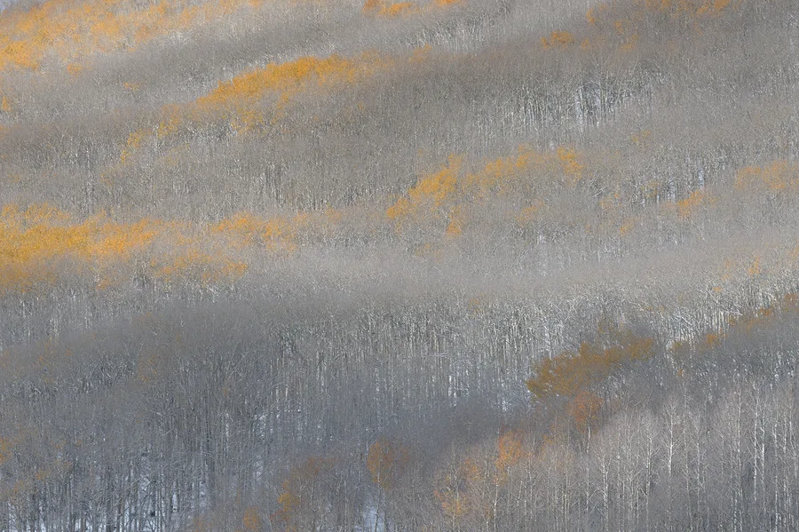 A softly blurred winter forest rendered in pale blue, gray, and gold tones.