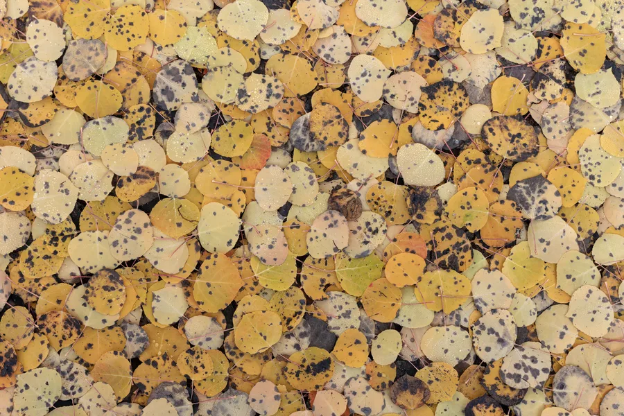 Pattern of yellow and cream aspen leaves on the ground.