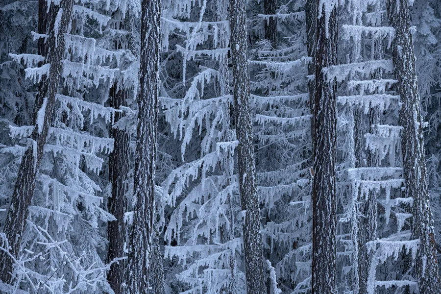A snow-covered forest with layers of trees and foliage.