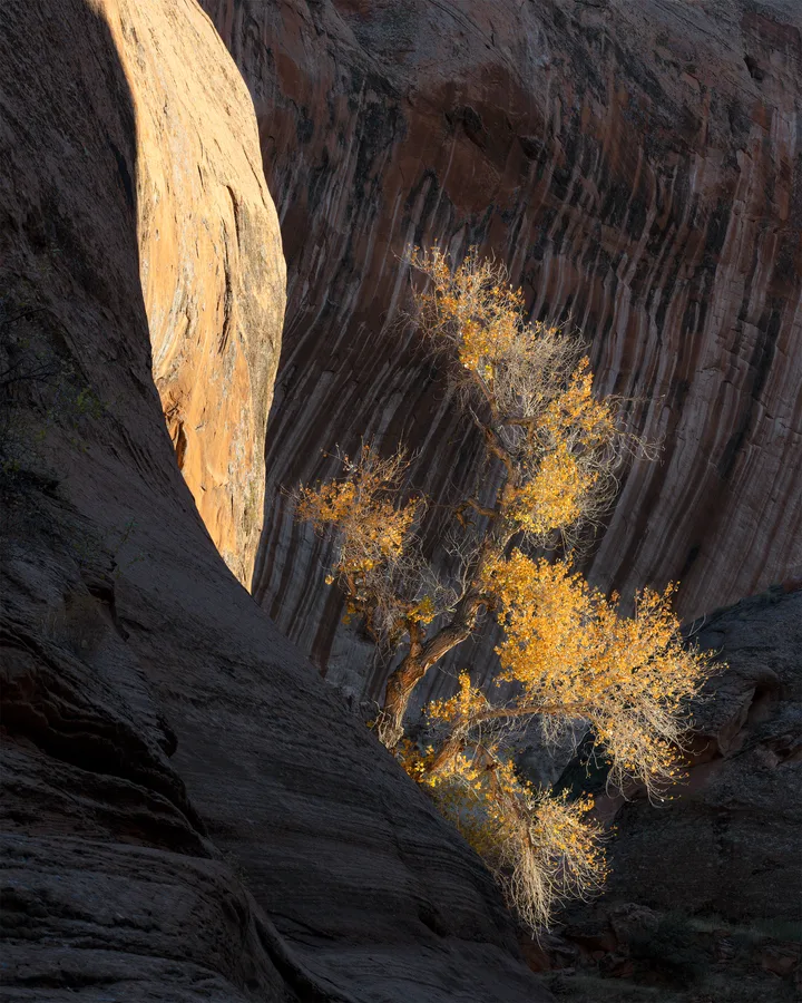 Golden plants glowing inside a dark sandstone canyon wall.