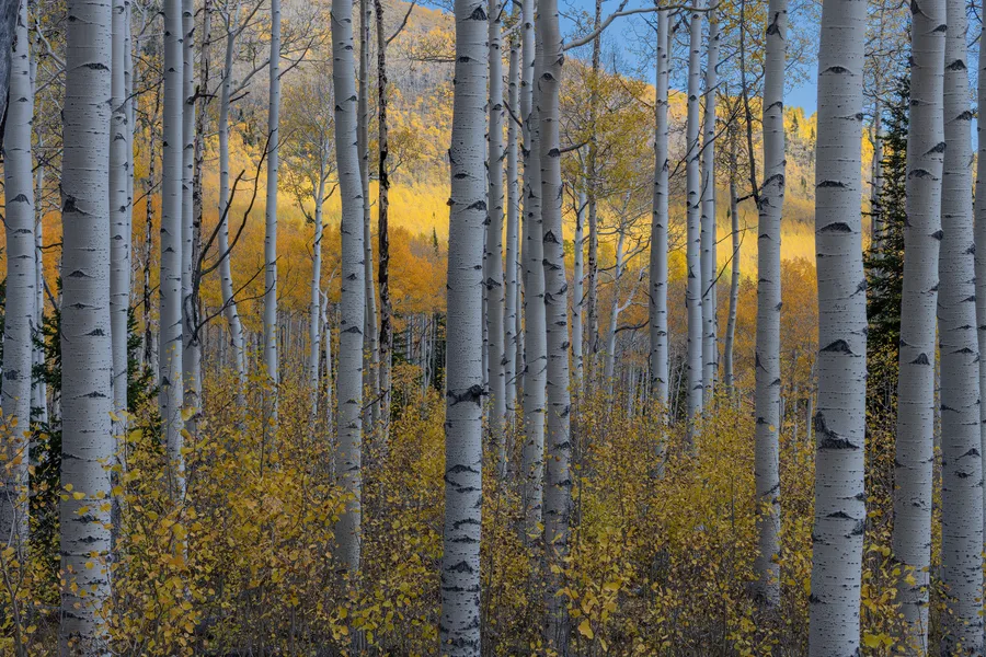 White aspen trunks surrounded by yellow autumn foliage.