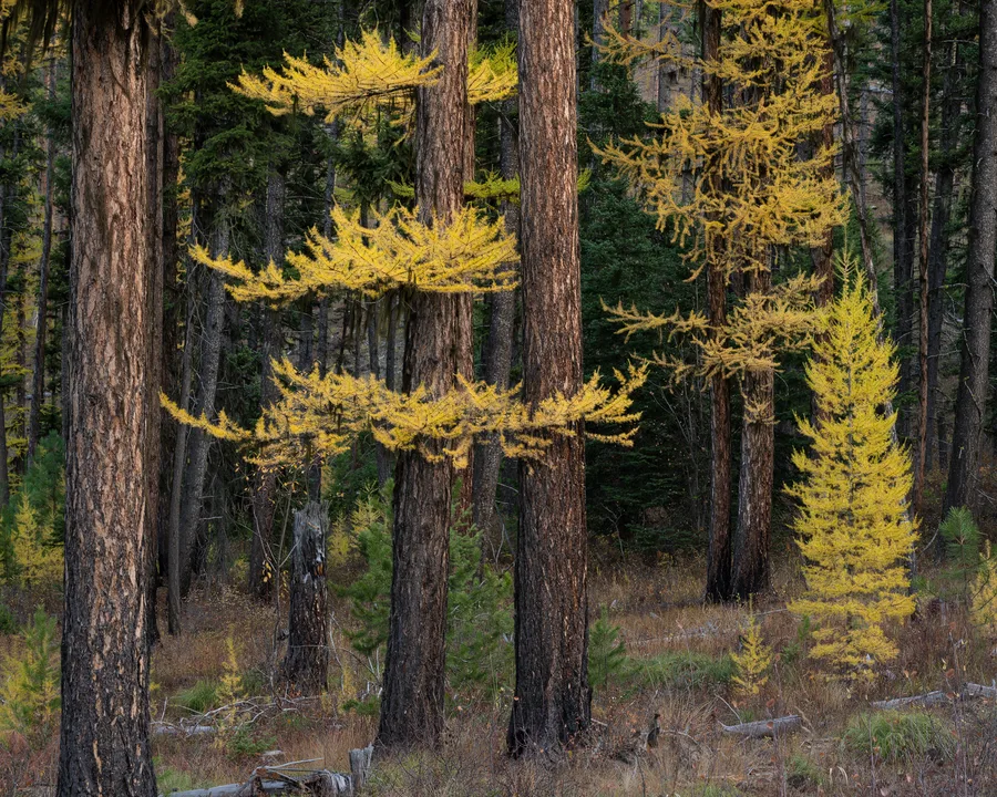 An evergreen forest with layers of trees and foliage.