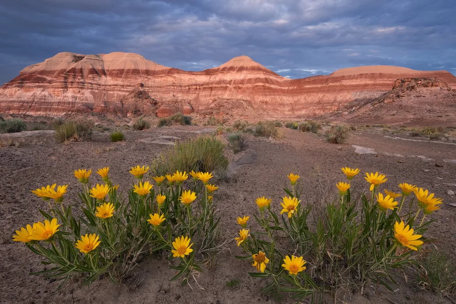 Yellow wildflowers blooming below a red desert mesa.