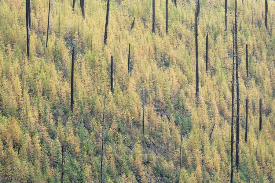 A forest with layers of trees and foliage.
