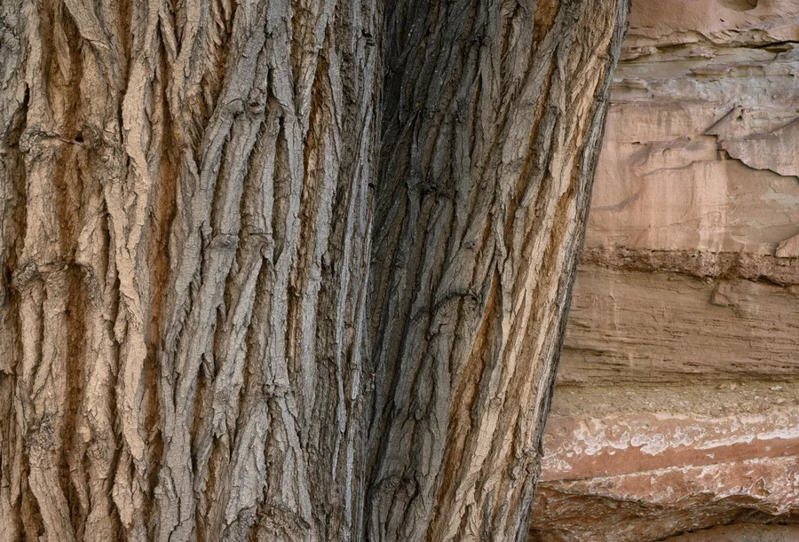 texture of bark and sandstone
