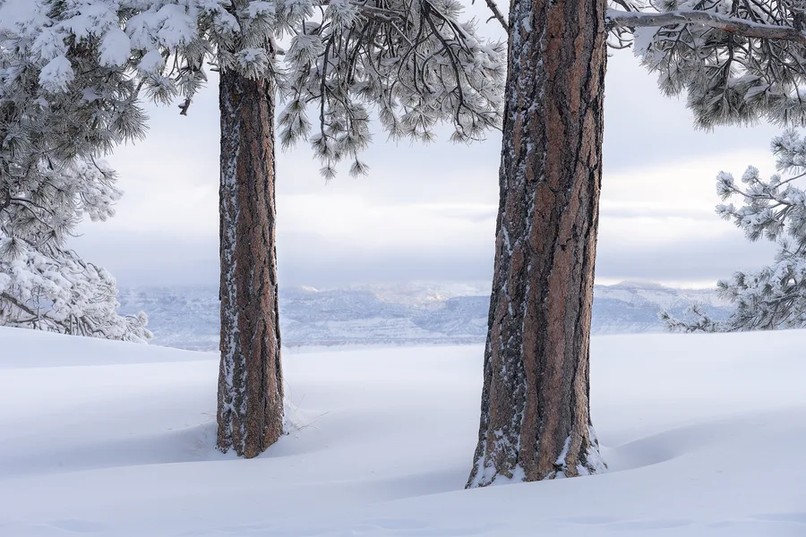 Two pine trunks rise from deep, smooth snow, with snow-laden branches framing distant mountain ridges beneath a pale, cloudy sky.