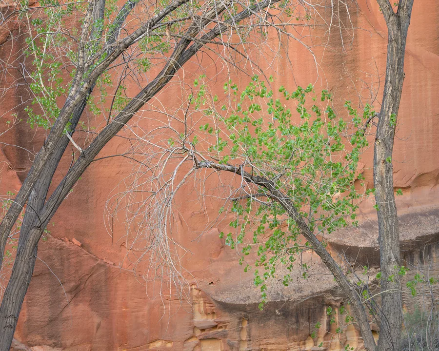 a branch of new green leaves against a soft sandstone wall
