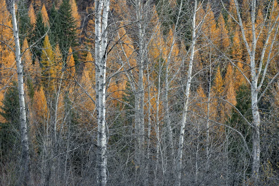 A forest with layers of trees and foliage.