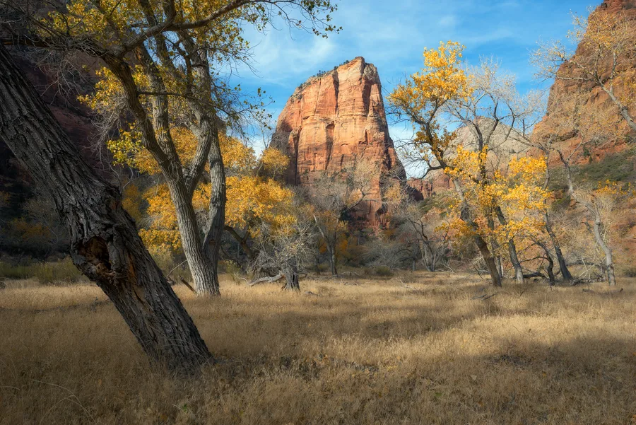 Cottonwood trees and golden grasses beneath Zion sandstone cliffs.