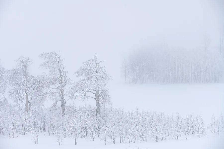 Snow-coated trees rise above dense foreground shrubs on the left, while a distant stand of slender trunks fades into pale blue-gray mist across an open expanse of snow.